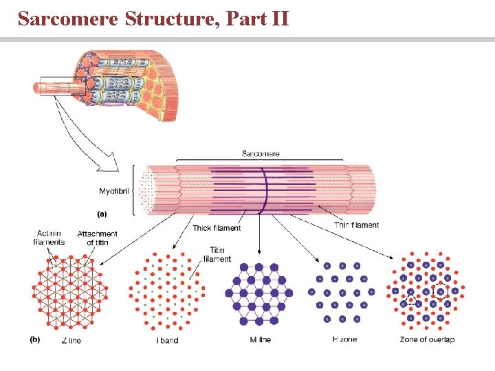 Sarcomere Structure, Part II 