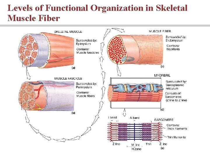 Levels of Functional Organization in Skeletal Muscle Fiber 