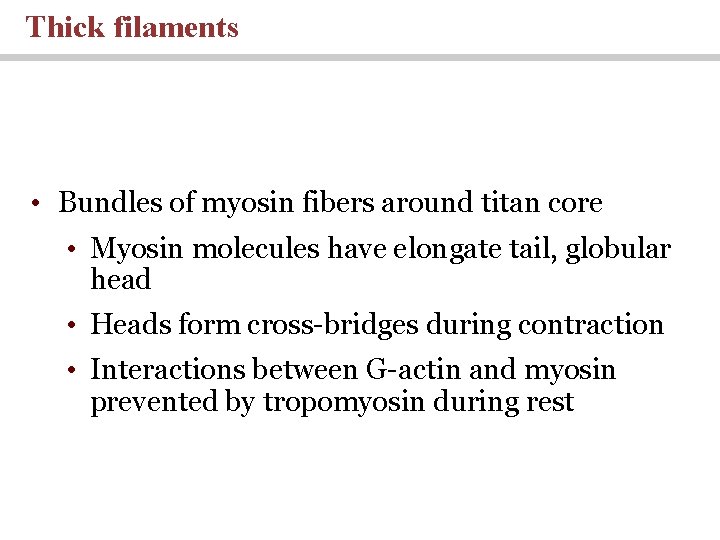 Thick filaments • Bundles of myosin fibers around titan core • Myosin molecules have