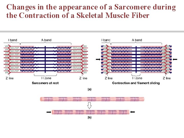 Changes in the appearance of a Sarcomere during the Contraction of a Skeletal Muscle