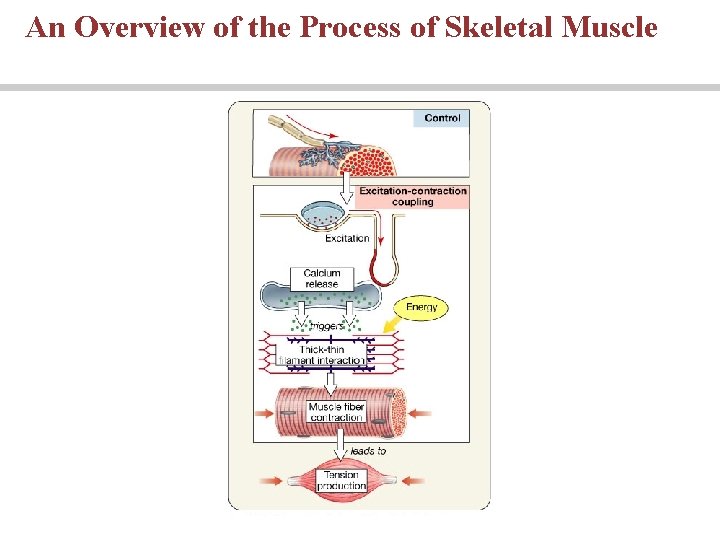An Overview of the Process of Skeletal Muscle 