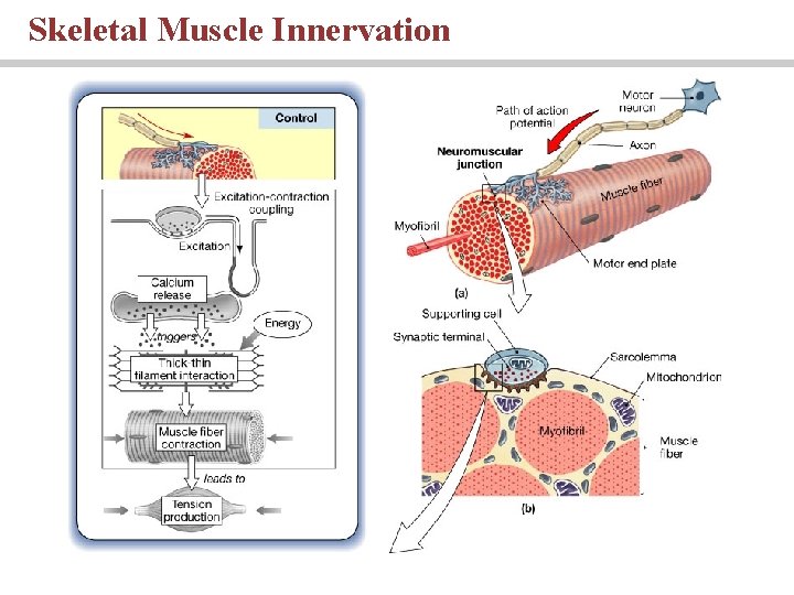 Skeletal Muscle Innervation 