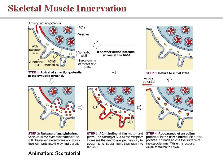 Skeletal Muscle Innervation Animation: See tutorial 