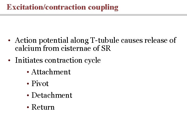 Excitation/contraction coupling • Action potential along T-tubule causes release of calcium from cisternae of