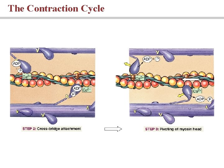The Contraction Cycle 