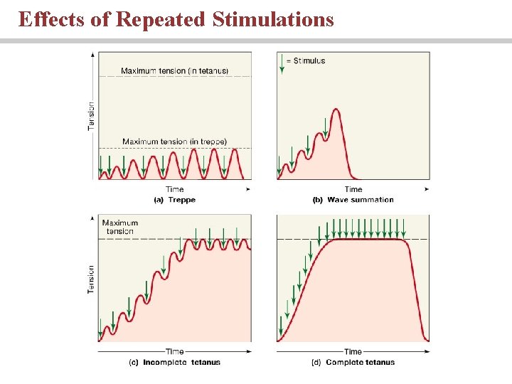 Effects of Repeated Stimulations 