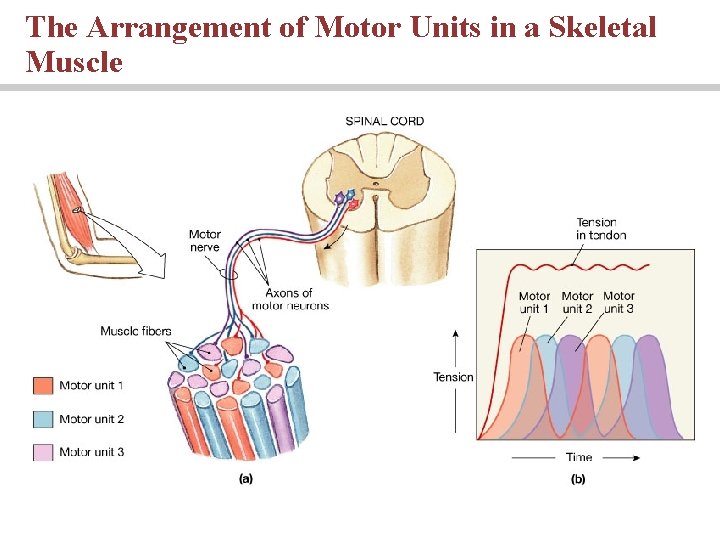 The Arrangement of Motor Units in a Skeletal Muscle 
