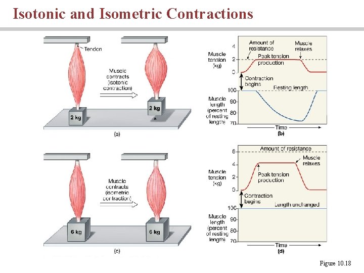Isotonic and Isometric Contractions Figure 10. 18 
