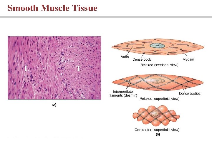 Smooth Muscle Tissue 