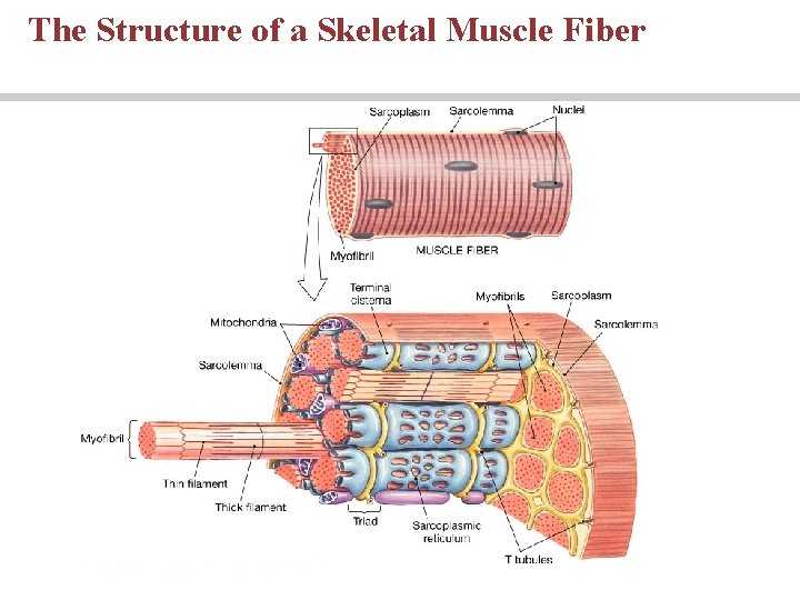 The Structure of a Skeletal Muscle Fiber 