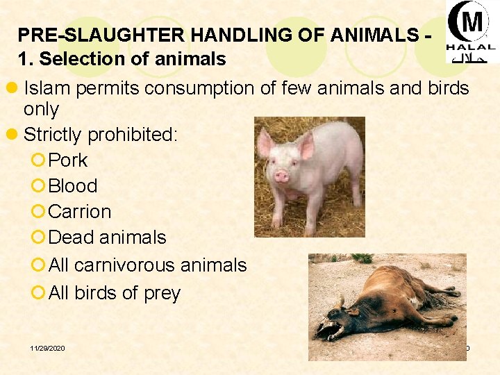 PRE-SLAUGHTER HANDLING OF ANIMALS 1. Selection of animals l Islam permits consumption of few