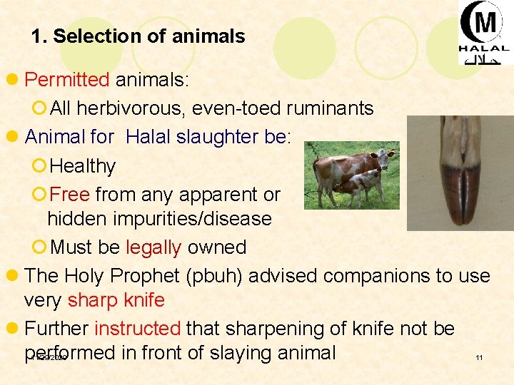 1. Selection of animals l Permitted animals: ¡All herbivorous, even-toed ruminants l Animal for