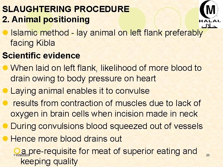 SLAUGHTERING PROCEDURE 2. Animal positioning l Islamic method - lay animal on left flank