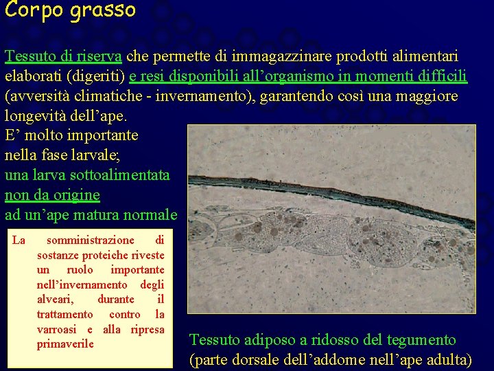 Corpo grasso Tessuto di riserva che permette di immagazzinare prodotti alimentari elaborati (digeriti) e