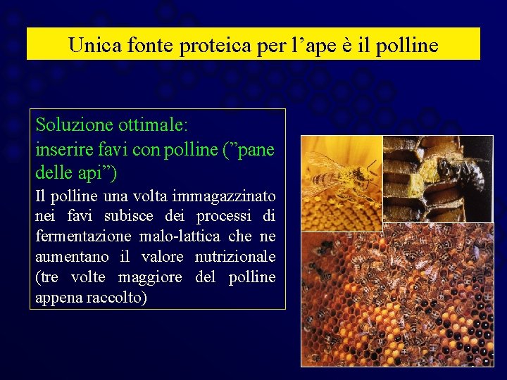 Unica fonte proteica per l’ape è il polline Soluzione ottimale: inserire favi con polline