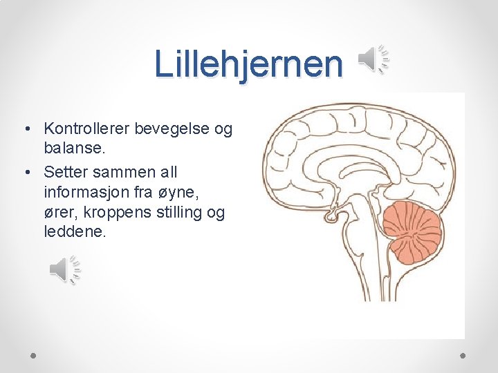 Lillehjernen • Kontrollerer bevegelse og balanse. • Setter sammen all informasjon fra øyne, ører,