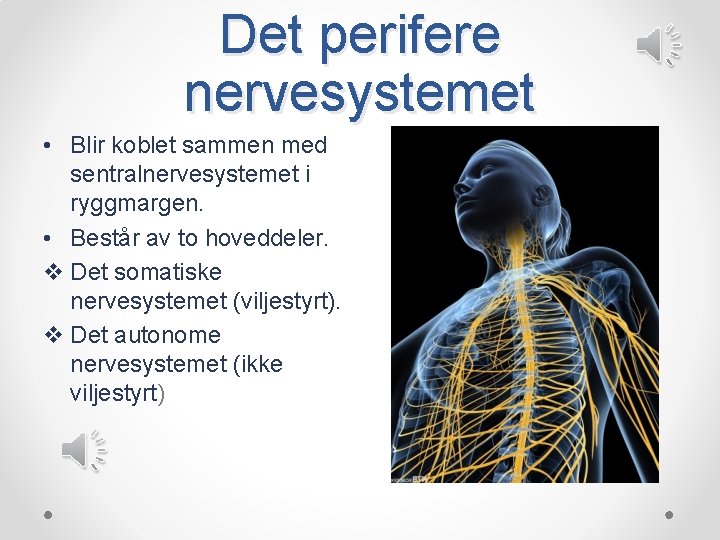 Det perifere nervesystemet • Blir koblet sammen med sentralnervesystemet i ryggmargen. • Består av