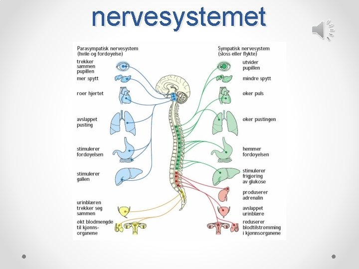 nervesystemet 