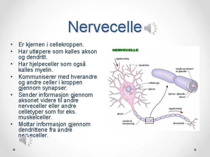 Nervecelle • Er kjernen i cellekroppen. • Har utløpere som kalles akson og dendritt.