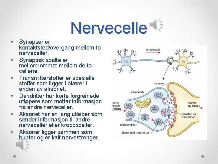 Nervecelle • • • Synapser er kontaktsted/overgang mellom to nerveceller. Synaptisk spalte er mellomrommet