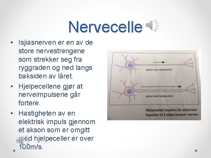 Nervecelle • Isjiasnerven er en av de store nervestrengene som strekker seg fra ryggraden