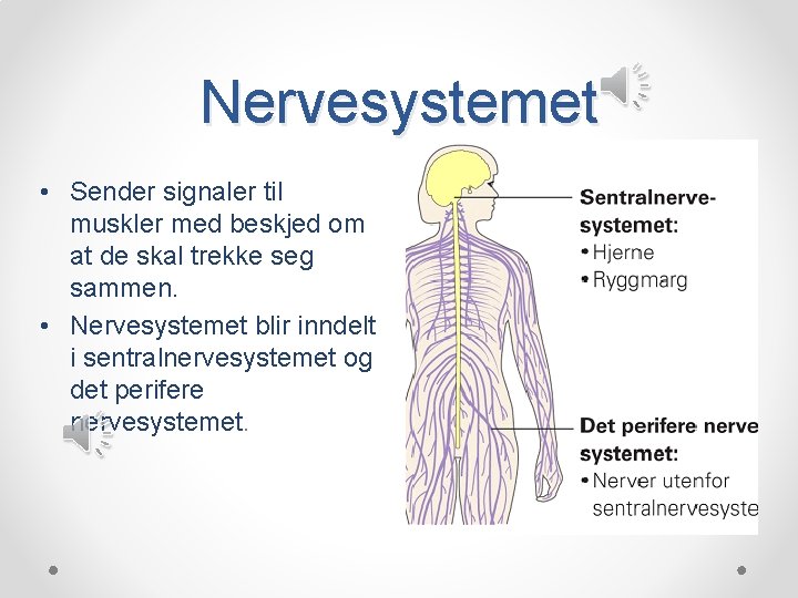 Nervesystemet • Sender signaler til muskler med beskjed om at de skal trekke seg