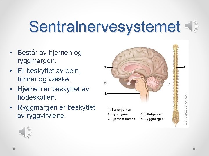 Sentralnervesystemet • Består av hjernen og ryggmargen. • Er beskyttet av bein, hinner og