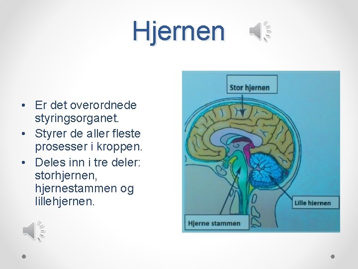 Hjernen • Er det overordnede styringsorganet. • Styrer de aller fleste prosesser i kroppen.