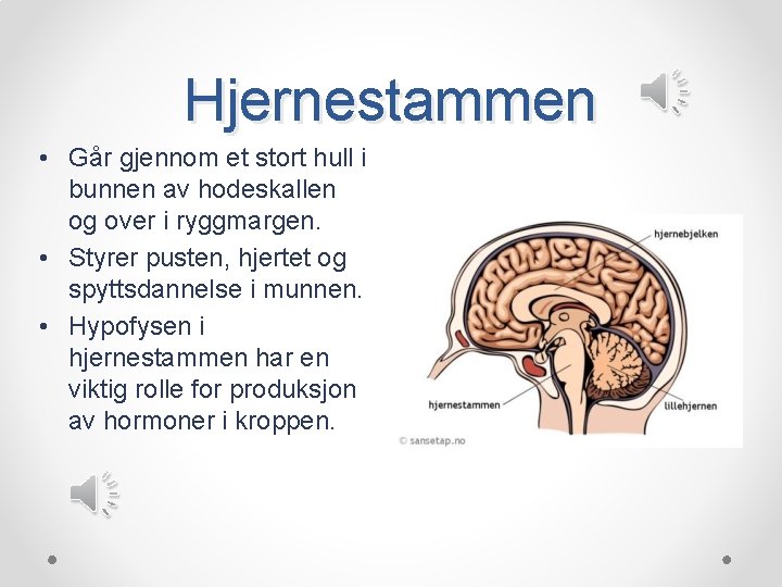 Hjernestammen • Går gjennom et stort hull i bunnen av hodeskallen og over i