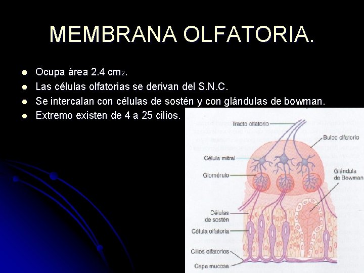 MEMBRANA OLFATORIA. l l Ocupa área 2. 4 cm 2. Las células olfatorias se MEMBRANA OLFATORIA. l l Ocupa área 2. 4 cm 2. Las células olfatorias se