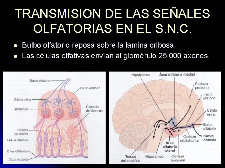 TRANSMISION DE LAS SEÑALES OLFATORIAS EN EL S. N. C. l l Bulbo olfatorio TRANSMISION DE LAS SEÑALES OLFATORIAS EN EL S. N. C. l l Bulbo olfatorio