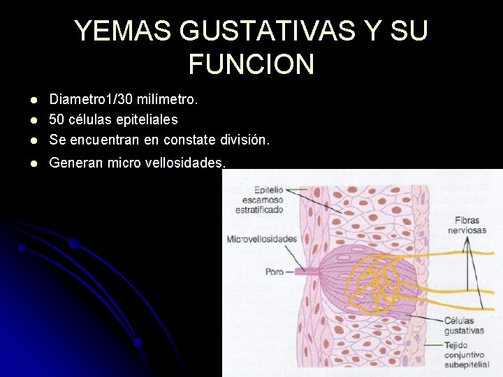 YEMAS GUSTATIVAS Y SU FUNCION l Diametro 1/30 milímetro. 50 células epiteliales Se encuentran YEMAS GUSTATIVAS Y SU FUNCION l Diametro 1/30 milímetro. 50 células epiteliales Se encuentran
