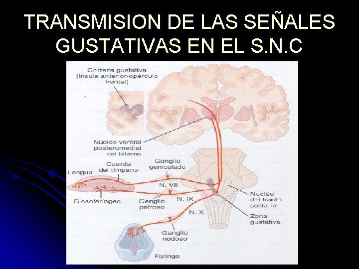 TRANSMISION DE LAS SEÑALES GUSTATIVAS EN EL S. N. C TRANSMISION DE LAS SEÑALES GUSTATIVAS EN EL S. N. C