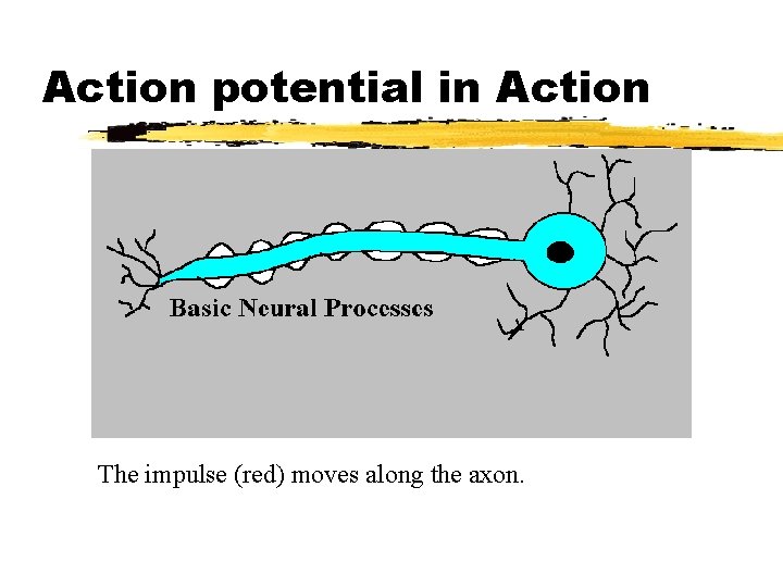 Action potential in Action The impulse (red) moves along the axon. 