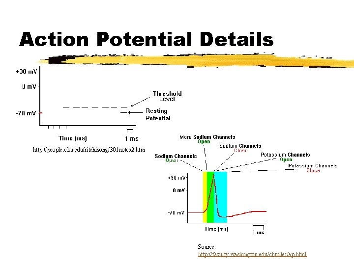 Action Potential Details http: //people. eku. edu/ritchisong/301 notes 2. htm Source: http: //faculty. washington. Action Potential Details http: //people. eku. edu/ritchisong/301 notes 2. htm Source: http: //faculty. washington.