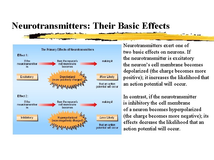 Neurotransmitters: Their Basic Effects Neurotransmitters exert one of two basic effects on neurons. If