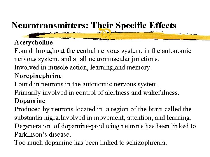 Neurotransmitters: Their Specific Effects Acetycholine Found throughout the central nervous system, in the autonomic