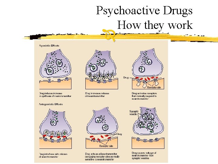Psychoactive Drugs How they work 