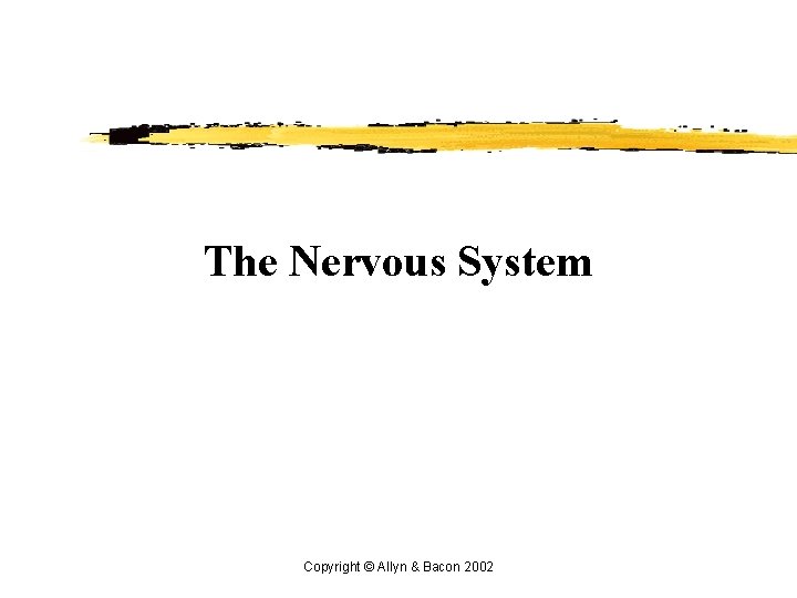 The Nervous System Copyright © Allyn & Bacon 2002 The Nervous System Copyright © Allyn & Bacon 2002