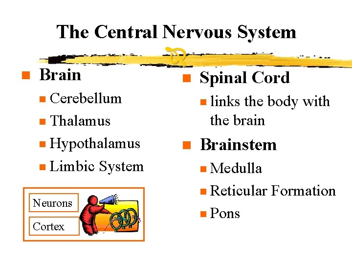 The Central Nervous System n Brain Cerebellum n Thalamus n Hypothalamus n Limbic System The Central Nervous System n Brain Cerebellum n Thalamus n Hypothalamus n Limbic System