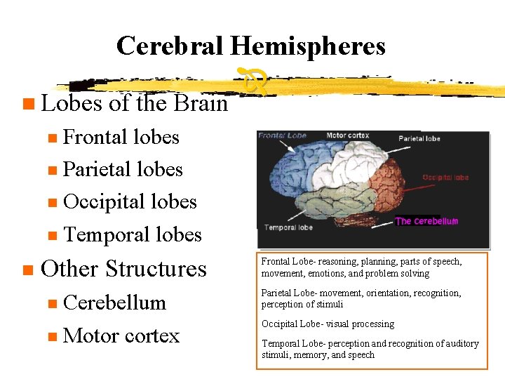 Cerebral Hemispheres n Lobes of the Brain Frontal lobes n Parietal lobes n Occipital