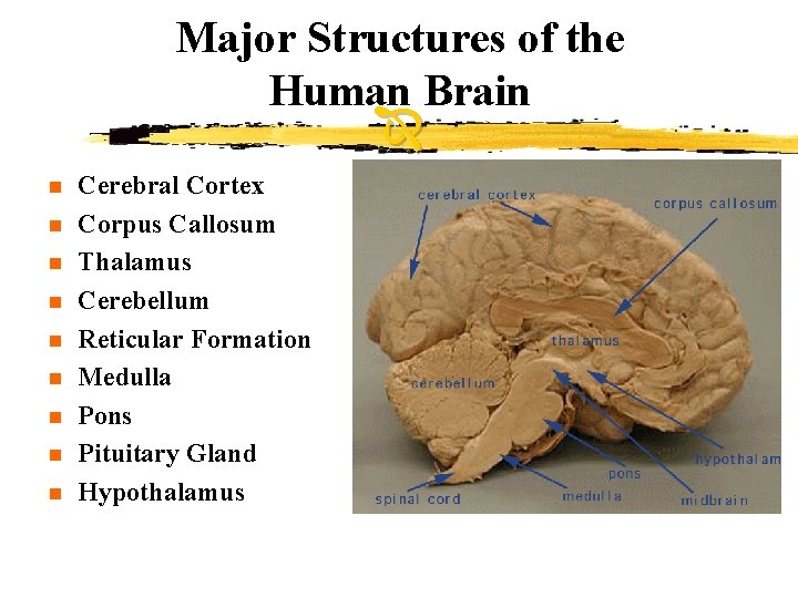 Major Structures of the Human Brain n n n n Cerebral Cortex Corpus Callosum