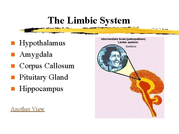 The Limbic System n n n Hypothalamus Amygdala Corpus Callosum Pituitary Gland Hippocampus Another