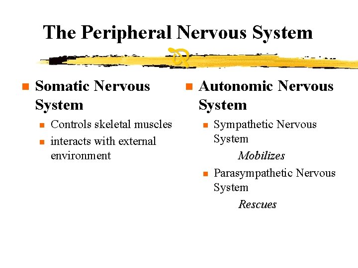 The Peripheral Nervous System n Somatic Nervous System n n Controls skeletal muscles interacts