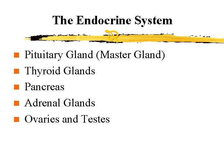 The Endocrine System n n n Pituitary Gland (Master Gland) Thyroid Glands Pancreas Adrenal