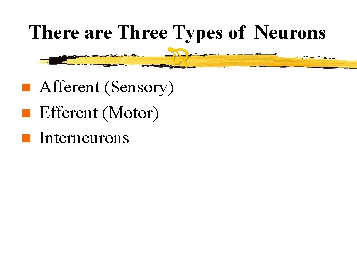 There are Three Types of Neurons n n n Afferent (Sensory) Efferent (Motor) Interneurons