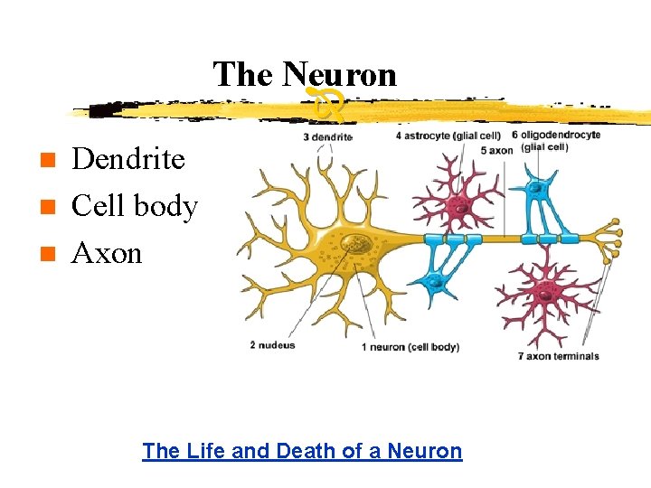 The Neuron n Dendrite Cell body Axon The Life and Death of a Neuron