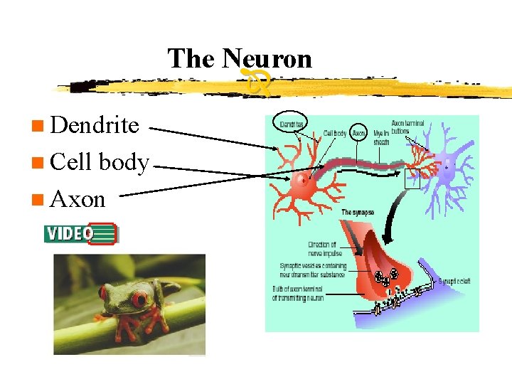 The Neuron n Dendrite n Cell body n Axon 