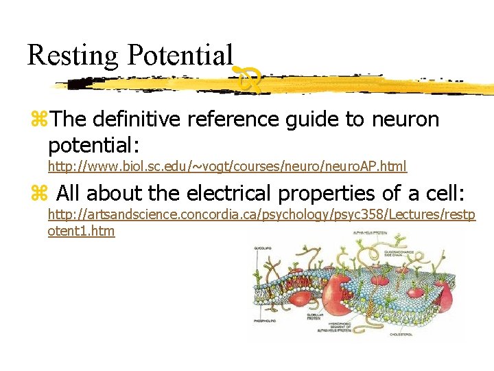 Resting Potential z. The definitive reference guide to neuron potential: http: //www. biol. sc.