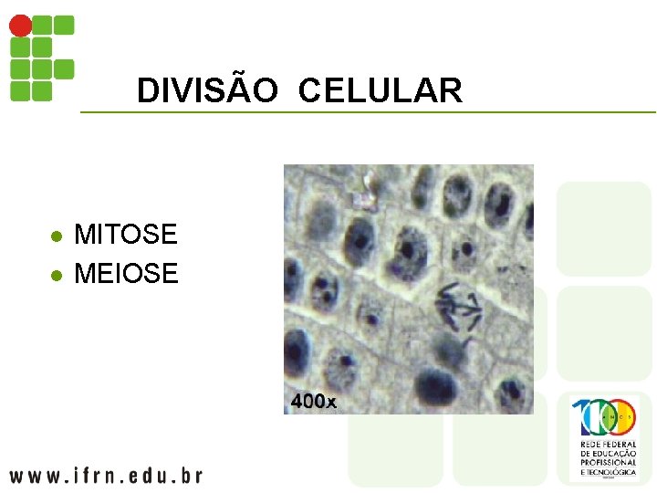 DIVISÃO CELULAR l l MITOSE MEIOSE 